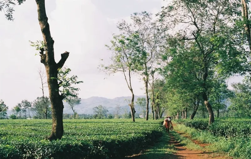 Biển Hồ Chè