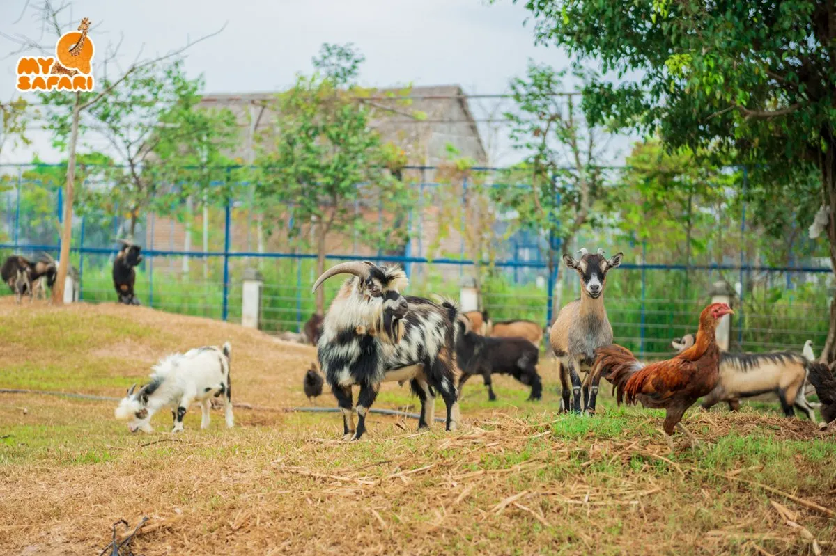 vườn thú bán hoang dã tại MyQ Safari