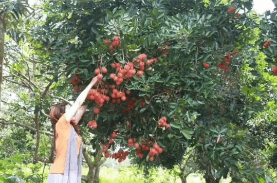 Vườn trái cây Phú An Khang