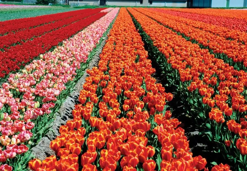 Những luống hoa tulip thẳng tắp ở Lisse