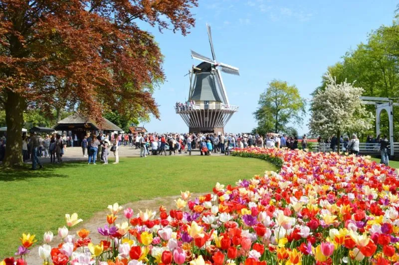 Lễ hội hoa tulip hàng năm tại công viên Keukenhof, Hà Lan