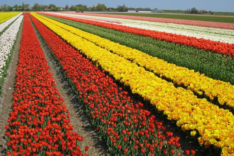 Cánh đồng hoa tulip bạt ngàn ở Noordwijkerhout