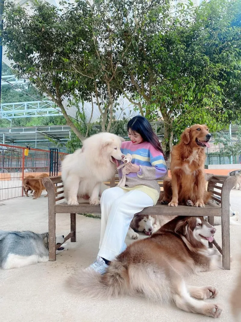 Những chú chó tại Puppy Farm