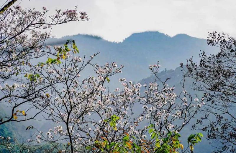 hoa ban tây bắc