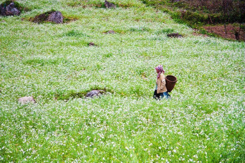 mộc châu hoa cải trắng