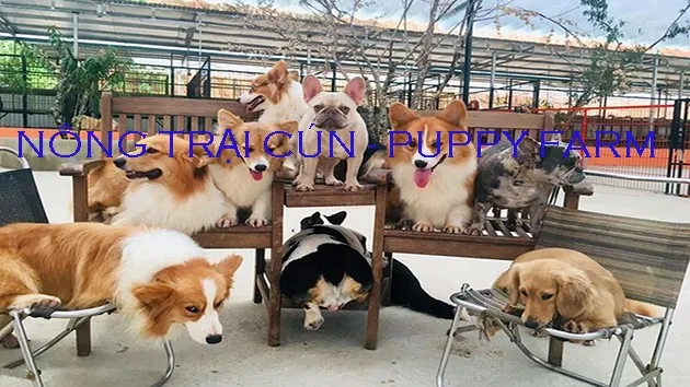 Nông trại cún Puppy Farm Đà Lạt