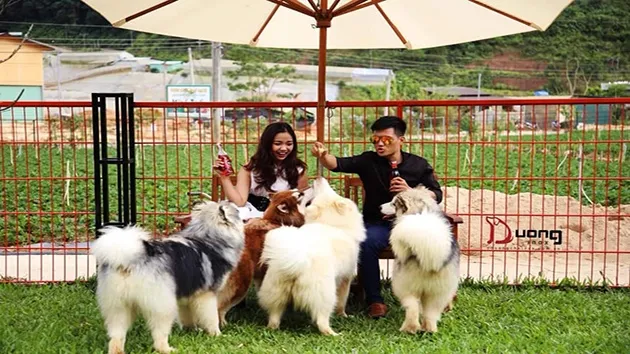 Trại chó Alaska - Puppy Farm Đà Lạt