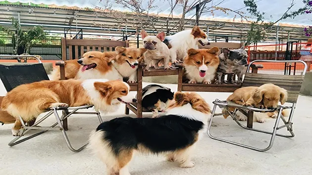 Trại chó Corgi - Puppy Farm Đà Lạt