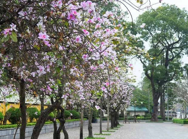 alt text: Hoa ban tím trên đường phố Hà Nội