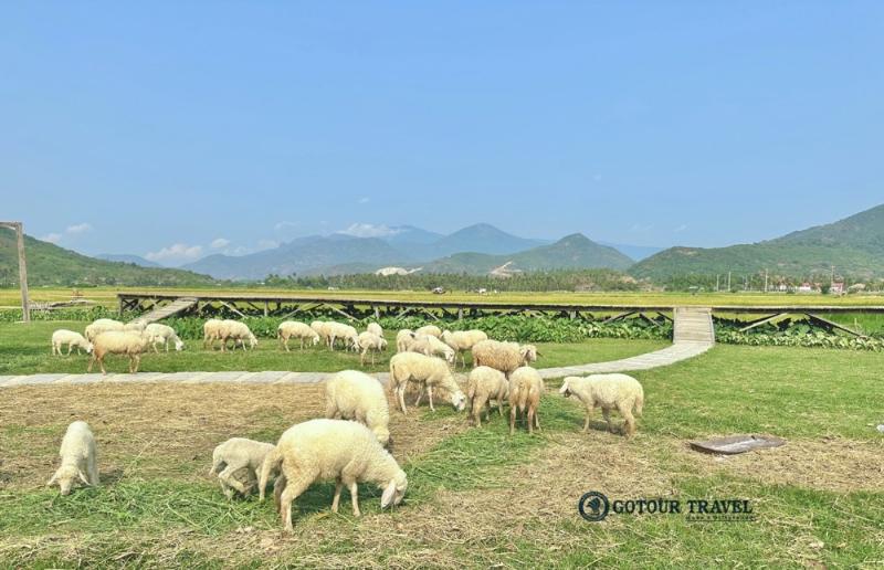 Đồng Cừu Beach Tour Phan Rang