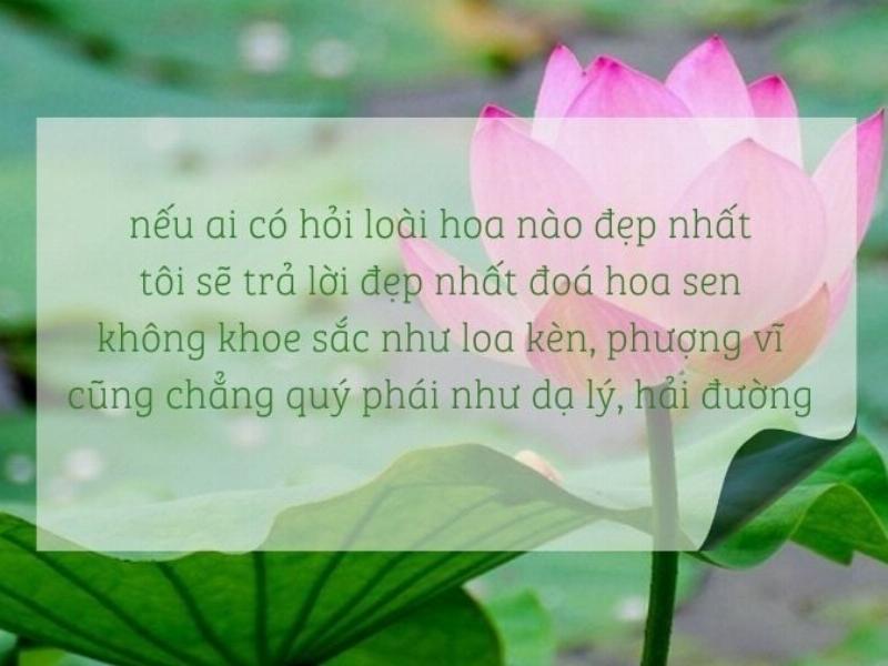 Bông hoa sen hồng rực rỡ nở trên mặt nước xanh biếc, biểu tượng của sự thanh khiết, ứng cử viên loài hoa đẹp nhất thế giới ở Việt Nam.
