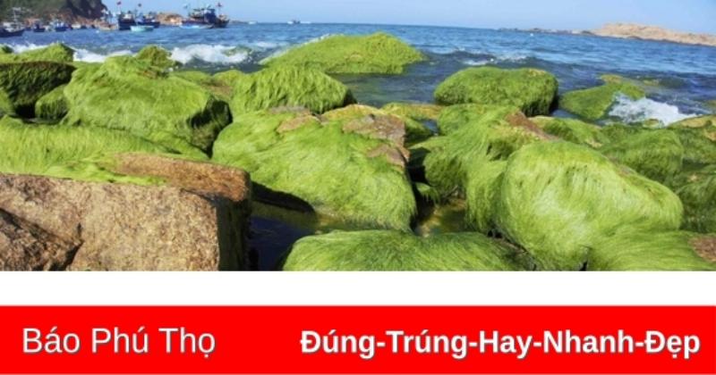 Thời điểm lý tưởng để du lịch biển Quy Nhơn với nắng vàng và biển xanh
